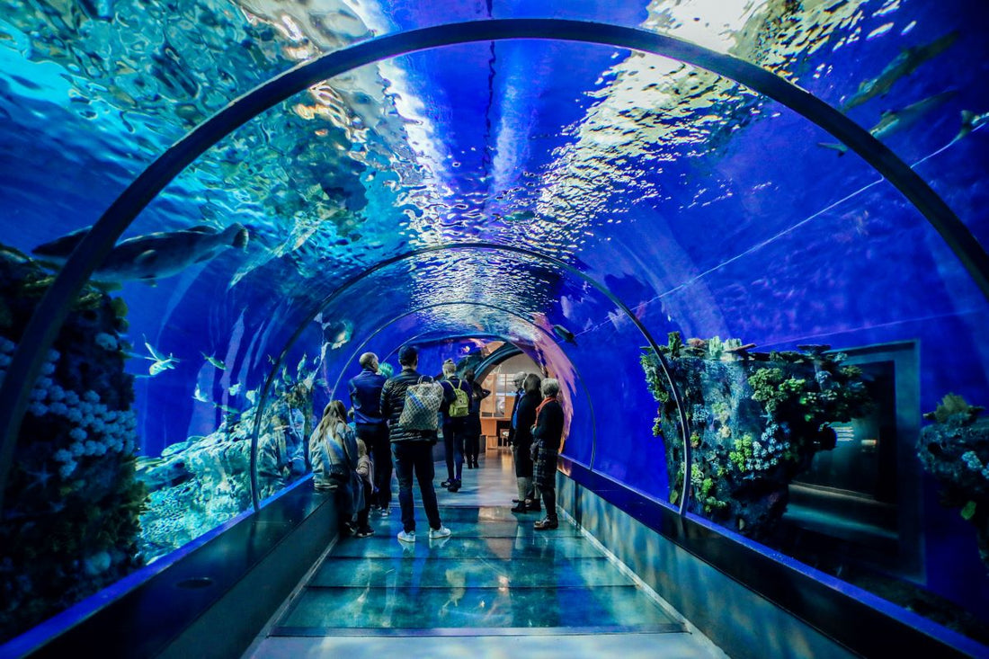 Visitors enjoying a large public aquarium exhibit.