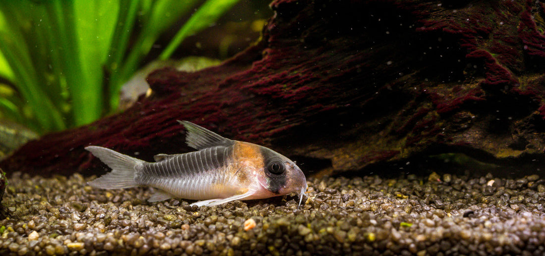 Freshwater fish swimming freely in purified water.