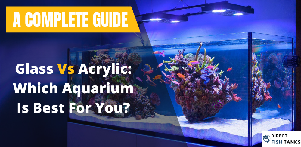 Glass Vs Acrylic: Which Aquarium Is Best For You?