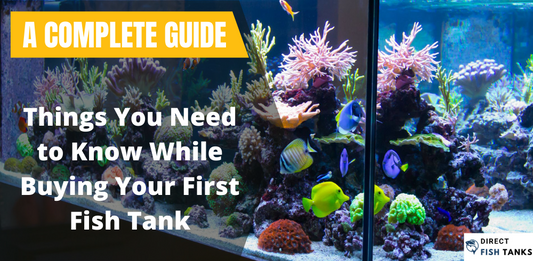 Things You Need to Know While Buying Your First Fish Tank
