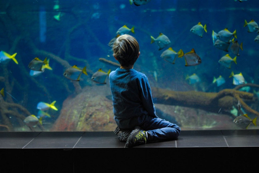 A child watching fish with curiosity, learning about aquatic life